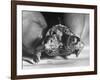 The Two Headed Turtle Named Super Diamond-Andreas Feininger-Framed Photographic Print