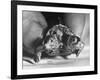 The Two Headed Turtle Named Super Diamond-Andreas Feininger-Framed Photographic Print