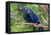 The Two Hyacinth Macaw-Howard Ruby-Framed Stretched Canvas