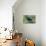 The Two Hyacinth Macaw-Howard Ruby-Stretched Canvas displayed on a wall