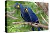 The Two Hyacinth Macaw-Howard Ruby-Stretched Canvas