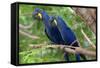 The Two Hyacinth Macaw-Howard Ruby-Framed Stretched Canvas