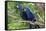 The Two Hyacinth Macaw-Howard Ruby-Framed Stretched Canvas