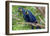 The Two Hyacinth Macaw-Howard Ruby-Framed Premium Photographic Print