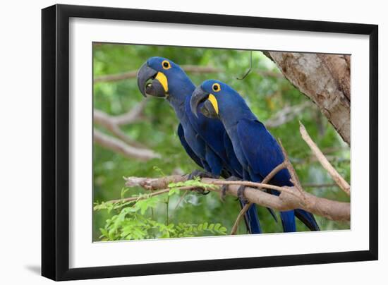 The Two Hyacinth Macaw-Howard Ruby-Framed Premium Photographic Print