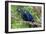 The Two Hyacinth Macaw-Howard Ruby-Framed Premium Photographic Print