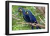 The Two Hyacinth Macaw-Howard Ruby-Framed Premium Photographic Print