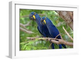 The Two Hyacinth Macaw-Howard Ruby-Framed Premium Photographic Print