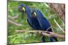 The Two Hyacinth Macaw-Howard Ruby-Mounted Premium Photographic Print
