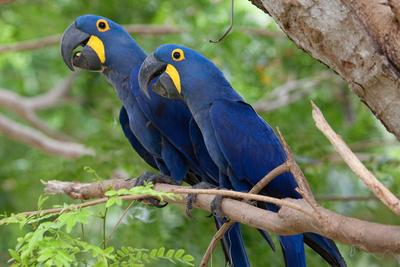 https://imgc.allpostersimages.com/img/posters/the-two-hyacinth-macaw_u-L-PIIQSD0.jpg?artPerspective=n
