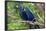 The Two Hyacinth Macaw-Howard Ruby-Framed Photographic Print