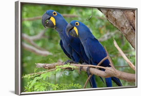 The Two Hyacinth Macaw-Howard Ruby-Framed Photographic Print