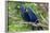 The Two Hyacinth Macaw-Howard Ruby-Framed Photographic Print