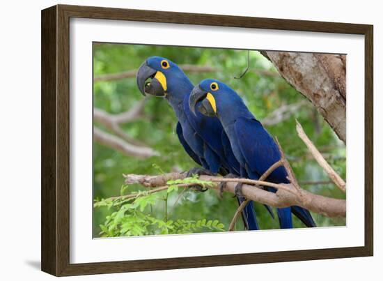 The Two Hyacinth Macaw-Howard Ruby-Framed Photographic Print