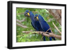 The Two Hyacinth Macaw-Howard Ruby-Framed Photographic Print