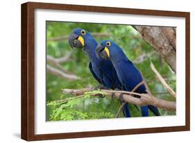 The Two Hyacinth Macaw-Howard Ruby-Framed Photographic Print