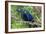 The Two Hyacinth Macaw-Howard Ruby-Framed Photographic Print