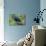 The Two Hyacinth Macaw-Howard Ruby-Photographic Print displayed on a wall