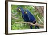 The Two Hyacinth Macaw-Howard Ruby-Framed Photographic Print