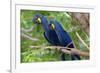 The Two Hyacinth Macaw-Howard Ruby-Framed Photographic Print