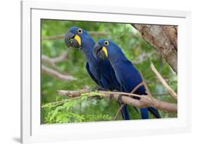 The Two Hyacinth Macaw-Howard Ruby-Framed Photographic Print