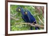 The Two Hyacinth Macaw-Howard Ruby-Framed Photographic Print