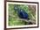 The Two Hyacinth Macaw-Howard Ruby-Framed Photographic Print