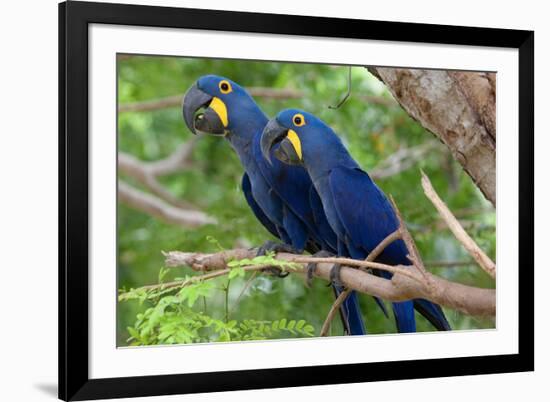 The Two Hyacinth Macaw-Howard Ruby-Framed Photographic Print