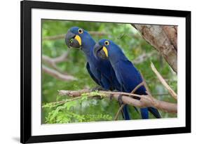 The Two Hyacinth Macaw-Howard Ruby-Framed Photographic Print