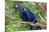 The Two Hyacinth Macaw-Howard Ruby-Mounted Photographic Print