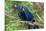 The Two Hyacinth Macaw-Howard Ruby-Mounted Photographic Print