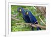 The Two Hyacinth Macaw-Howard Ruby-Framed Photographic Print