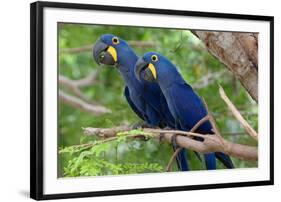 The Two Hyacinth Macaw-Howard Ruby-Framed Photographic Print