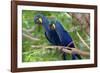 The Two Hyacinth Macaw-Howard Ruby-Framed Photographic Print