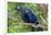 The Two Hyacinth Macaw-Howard Ruby-Framed Photographic Print