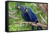 The Two Hyacinth Macaw-Howard Ruby-Framed Stretched Canvas