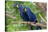 The Two Hyacinth Macaw-Howard Ruby-Stretched Canvas