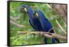 The Two Hyacinth Macaw-Howard Ruby-Framed Stretched Canvas