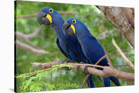 The Two Hyacinth Macaw-Howard Ruby-Stretched Canvas