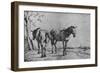 'The Two Plough Horses', 1652-Paulus Potter-Framed Giclee Print