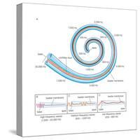 The Two Sensory Organs of Balance-Encyclopaedia Britannica-Stretched Canvas