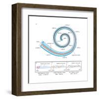 The Two Sensory Organs of Balance-Encyclopaedia Britannica-Framed Art Print