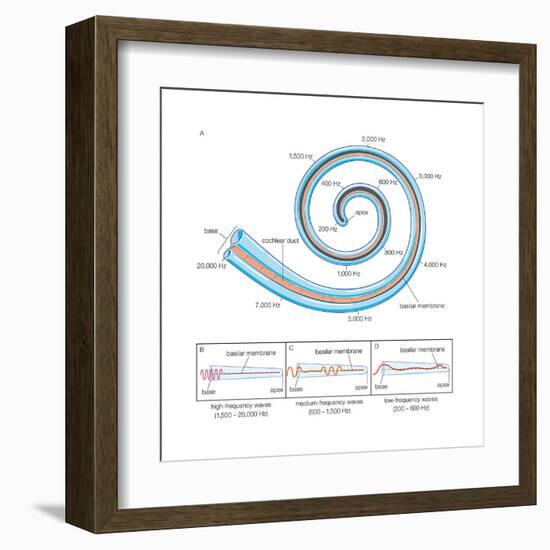 The Two Sensory Organs of Balance-Encyclopaedia Britannica-Framed Art Print