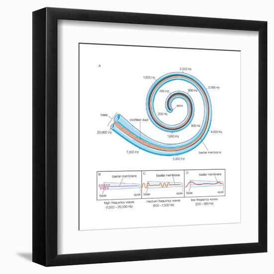 The Two Sensory Organs of Balance-Encyclopaedia Britannica-Framed Art Print