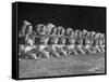 The Tyler Apache Belles of Tyler Junior College-Joe Scherschel-Framed Stretched Canvas