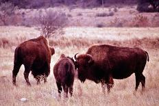 Buffalo In Meadow On Bell Ranch, 11/1972-The U.S. National Archives-Mounted Art Print