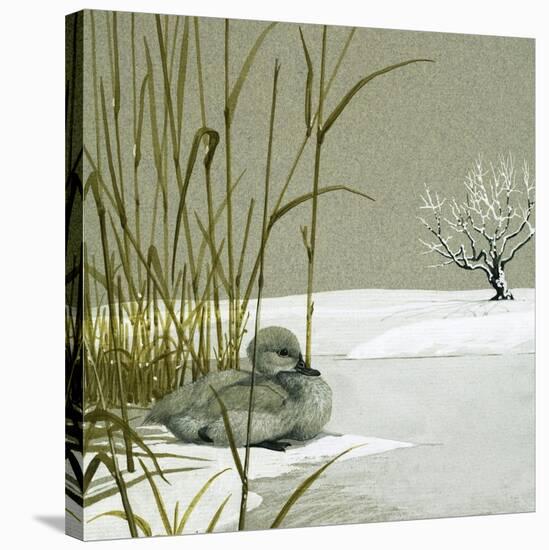 The Ugly Duckling-null-Stretched Canvas