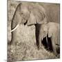 The Ultimate Bonding-Susann Parker-Mounted Photographic Print