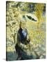 The Umbrella; L'Ombrelle, 1878-Pierre-Auguste Renoir-Stretched Canvas