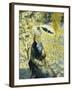 The Umbrella; L'Ombrelle, 1878-Pierre-Auguste Renoir-Framed Giclee Print